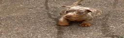 Miniature Dachshund dogs for sale: Miniature dachshund  in Swansea - Advert 5