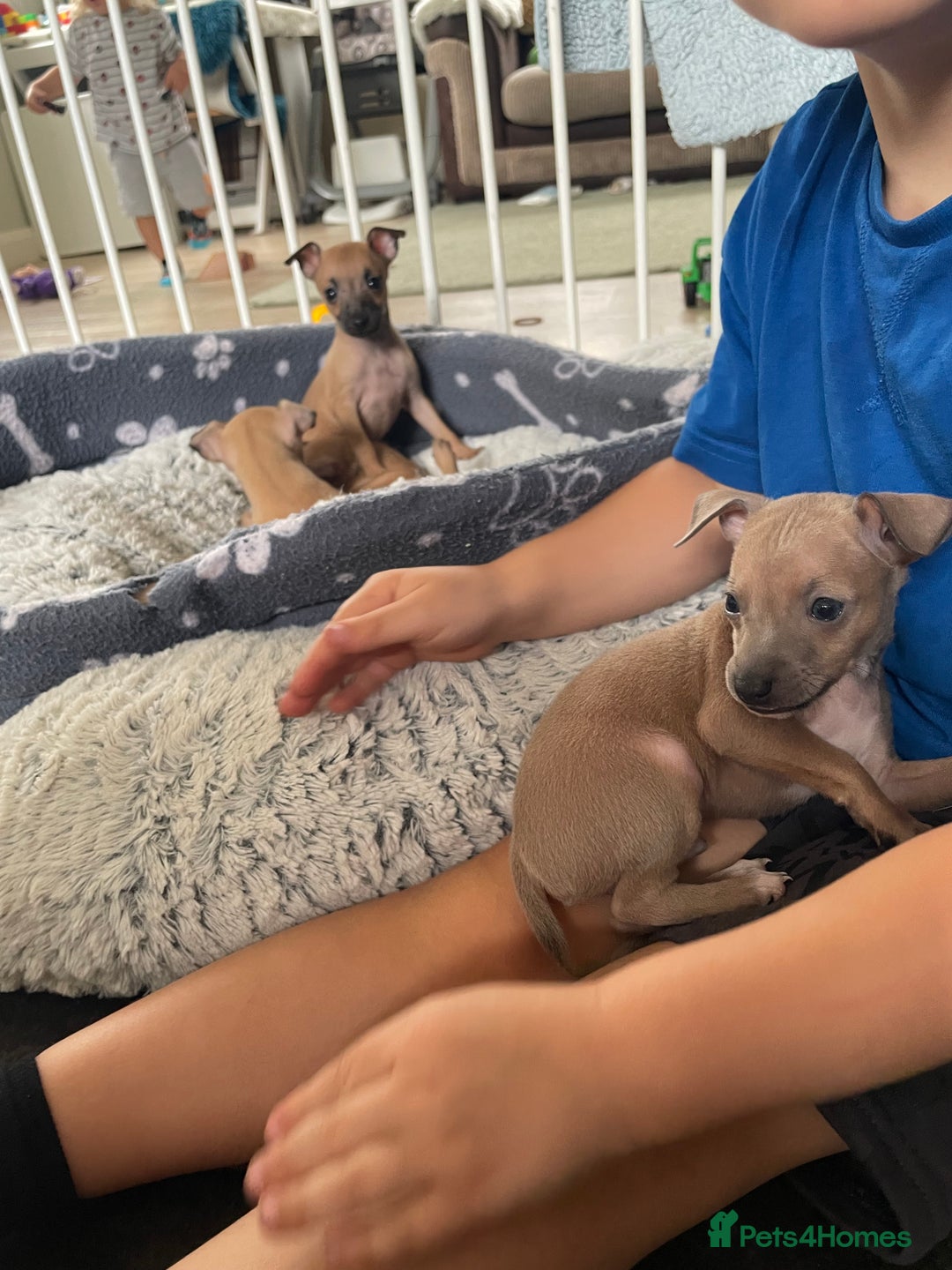 Italian Greyhound dogs for sale: Ready from next week Little Italian Greyhound pups - Image 4