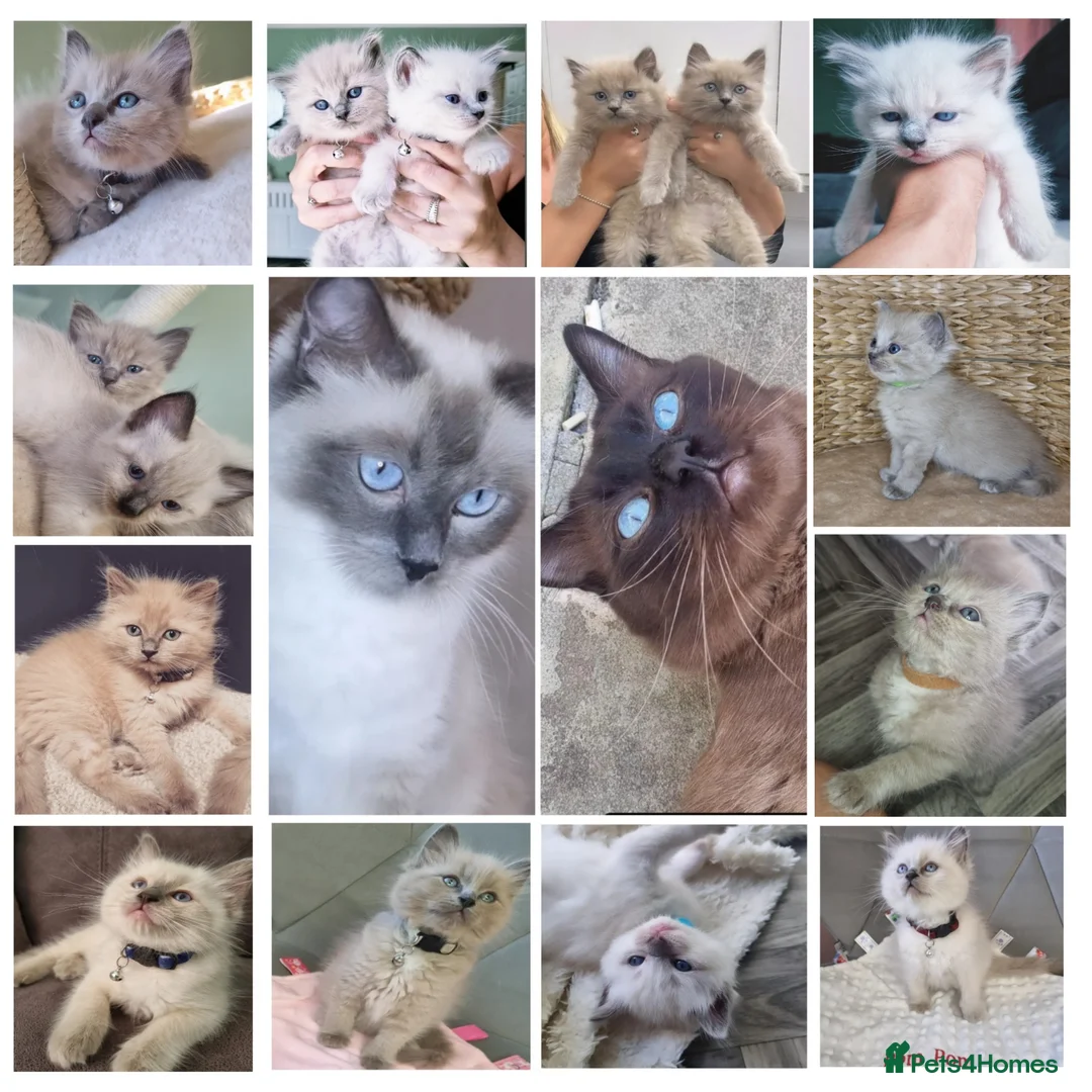 Ragdoll cats for stud: Ragdoll Seal Sepia Stud Genetically Tested 🐾 in London - Advert 9