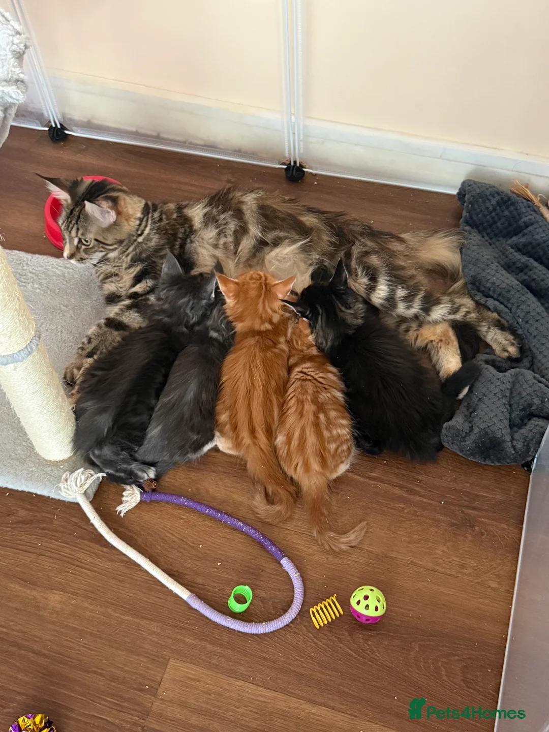 Maine Coon cats for sale: Fully registered Maine Coon kittens  - Advert 17