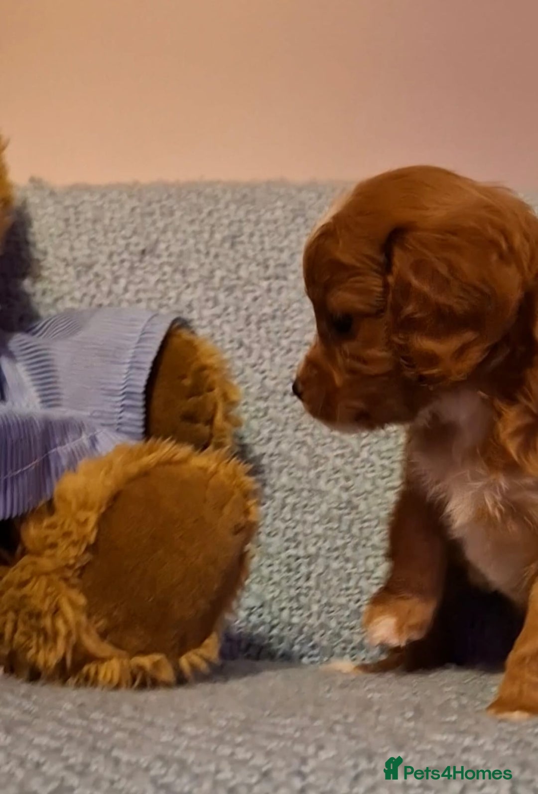 Cavapoo dogs for sale: 3 gorgeous Cavapoo puppies  - Image 3