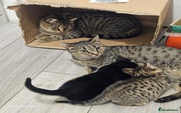 American Shorthair cats for sale: Tubby kittens  - Image 7