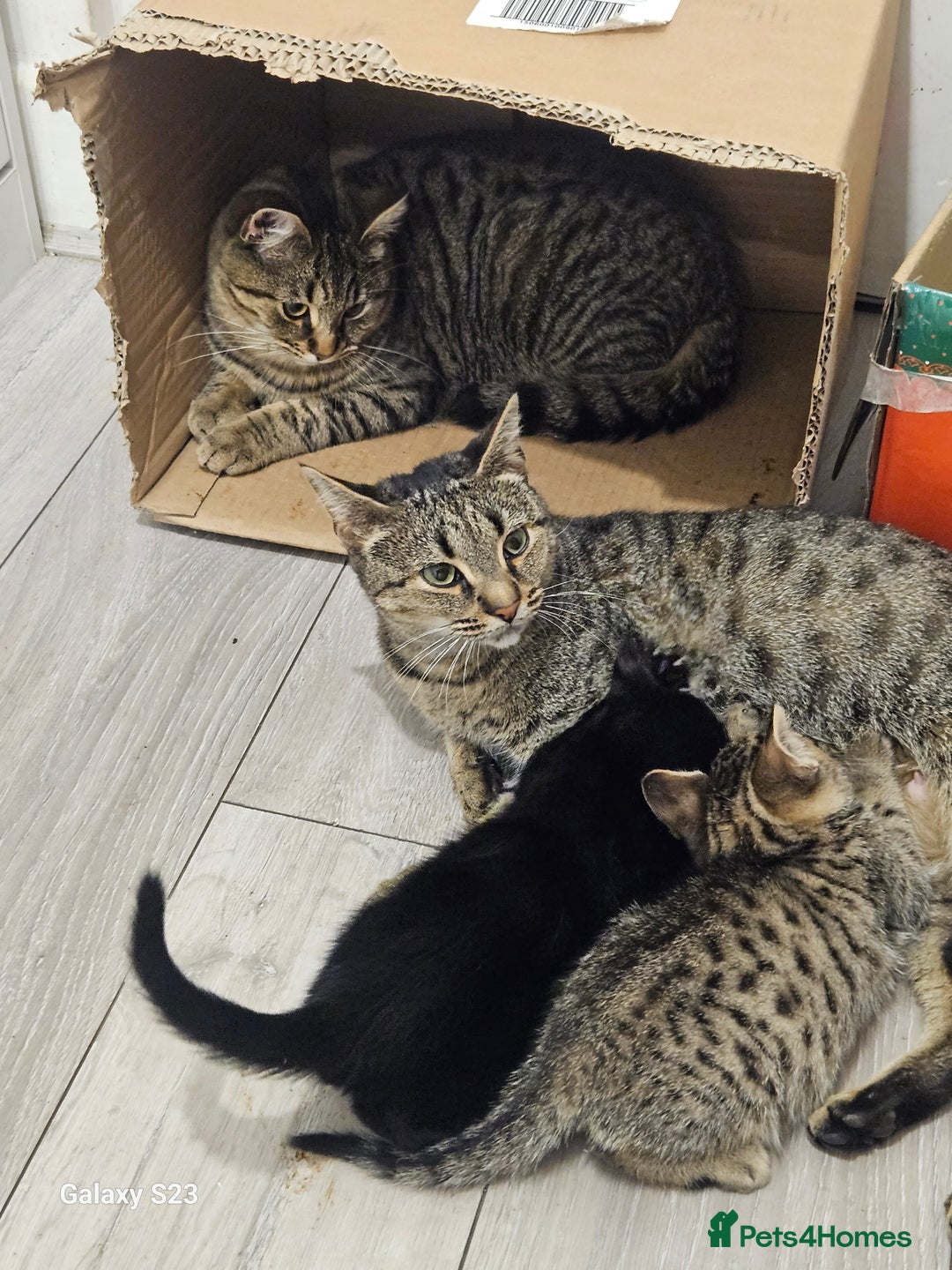 American Shorthair cats for sale: Tubby kittens  - Image 7