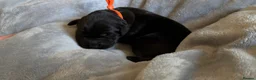 Goldador dogs for sale: Beautiful Goldador Puppies - Advert 29