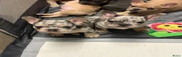 French Bulldog dogs for sale: *REDUCED*❤️‍🔥 - Advert 8