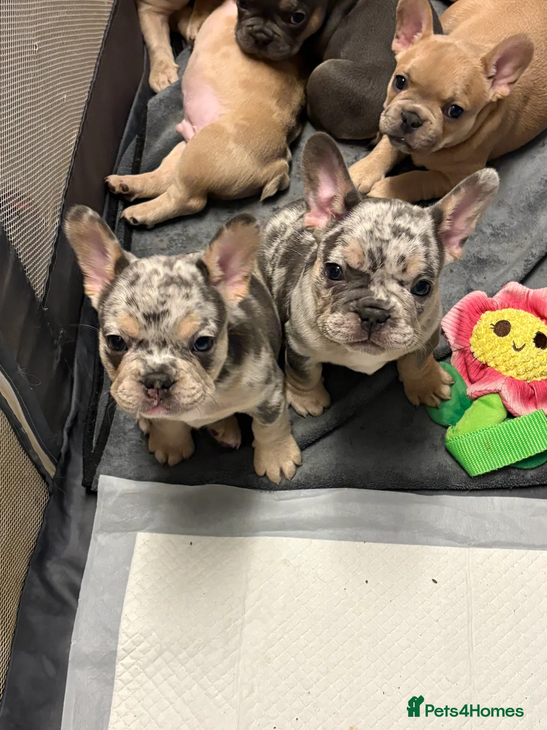 French Bulldog dogs for sale: *REDUCED*❤️‍🔥 - Advert 8