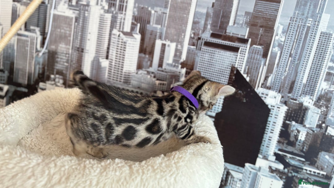 Bengal cats for sale: 🐆Beautiful Purebred Bengal Kitten  🐾 - Advert 12