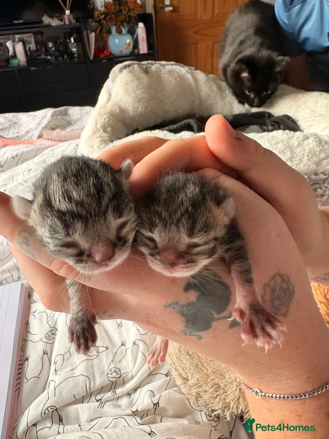 Mixed Breed cats for sale: American wire hair x Mainecoon  - Advert 2