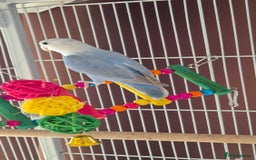 Lovebirds birds for sale: love bird and cage  - Image 2