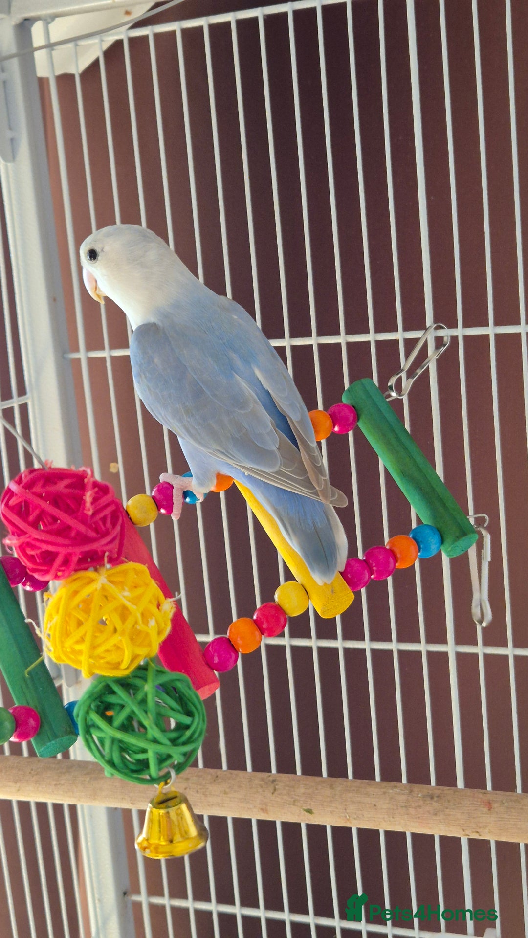 Lovebirds birds for sale: love bird and cage  - Image 2