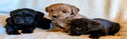 Labradoodle dogs for sale: Labradoodle Puppies ready May 2nd - Advert 1