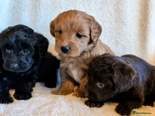 Labradoodle dogs Labradoodle Puppies ready May 2nd - Advert 6
