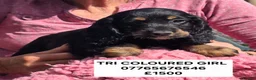 Cockapoo dogs for sale: Show Cockapoo Puppies Homebred Domestic Licence   - Advert 4