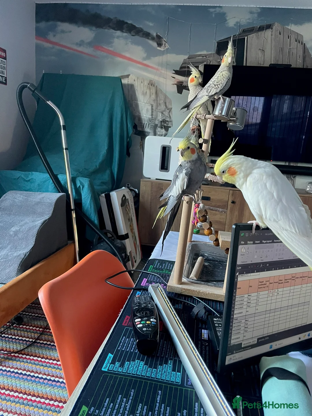 Cockatiels birds for sale: 4 cockatiels in Chesterfield - Advert 4