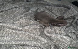 French Bulldog dogs for sale: REDUCED!!🥰Ready SOON 🐾 French bulldog puppies - Image 25