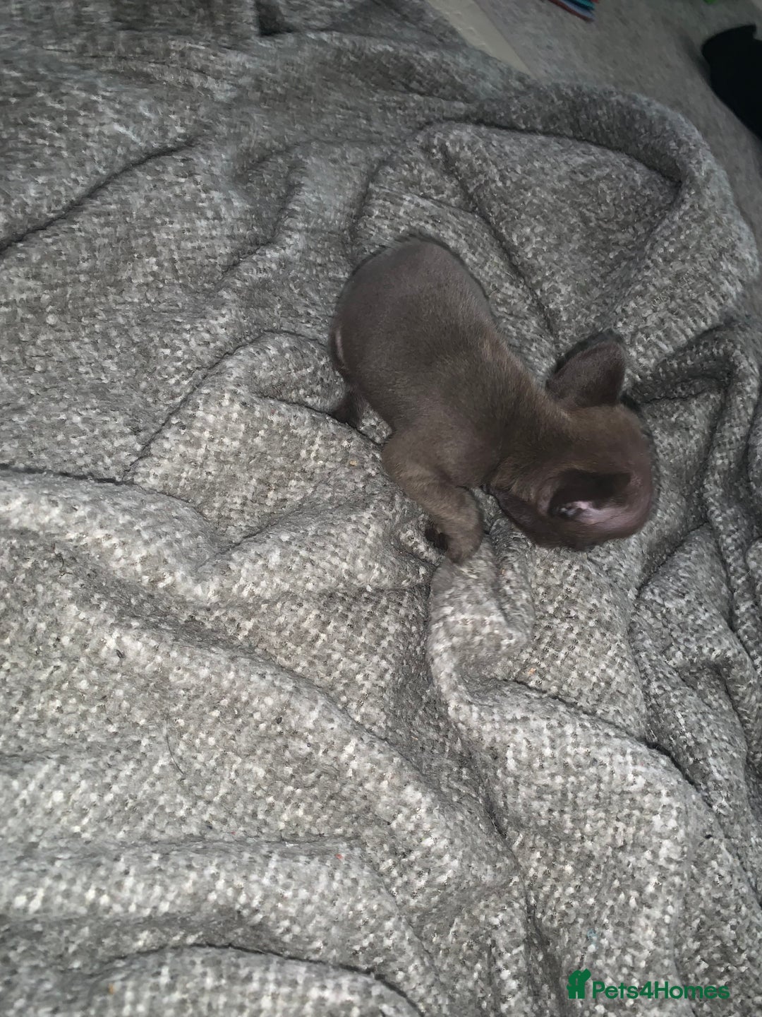 French Bulldog dogs for sale: REDUCED!!🥰Ready SOON 🐾 French bulldog puppies - Image 25