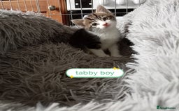 Mixed Breed cats for sale: Kittens gorgeous playful babys - Image 16