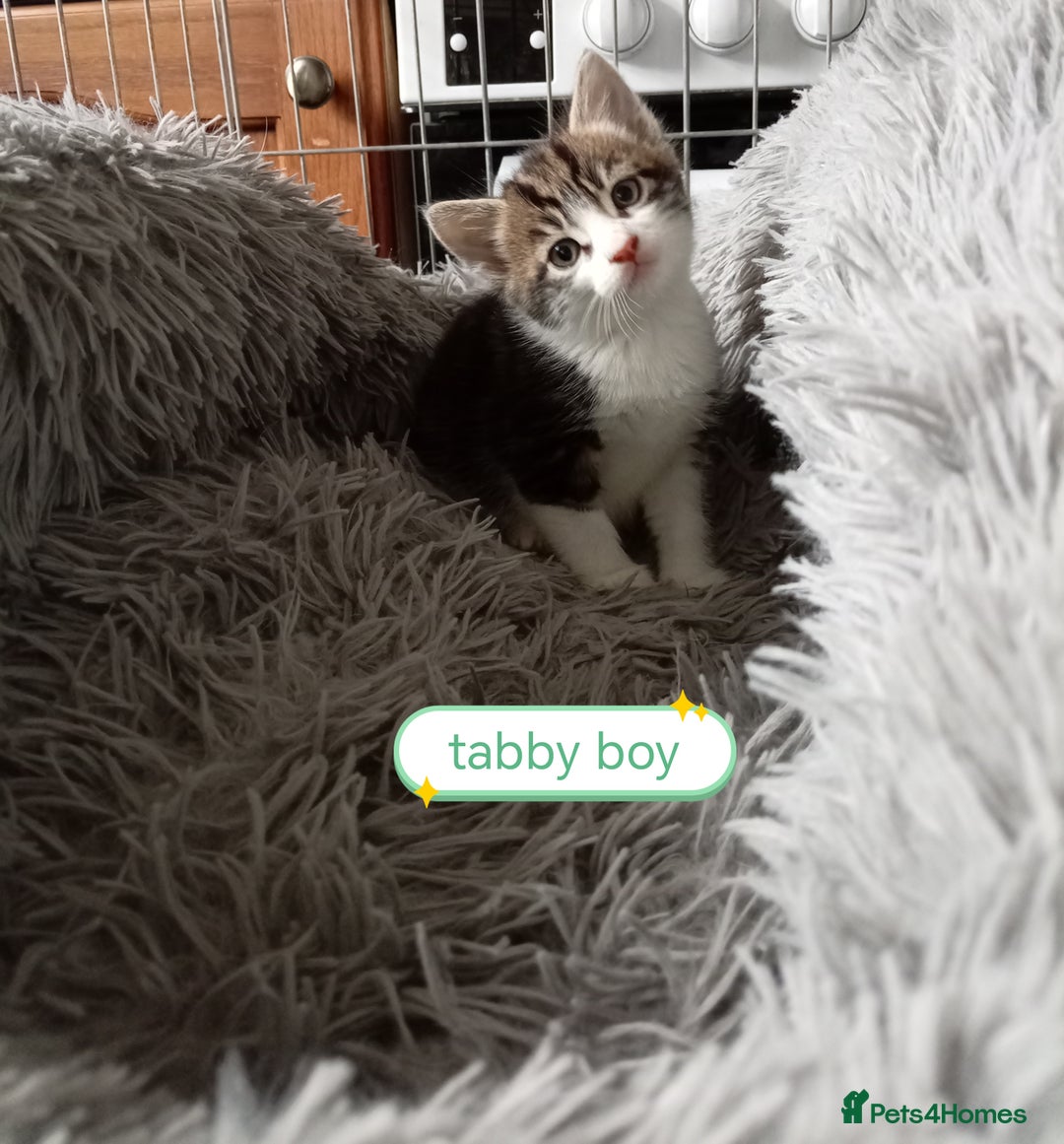 Mixed Breed cats for sale: Kittens gorgeous playful babys - Image 16