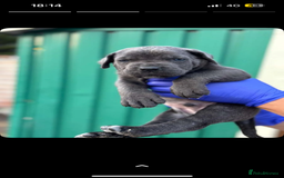Cane Corso dogs for sale: 7 Cane Corsos Available  - Image 1