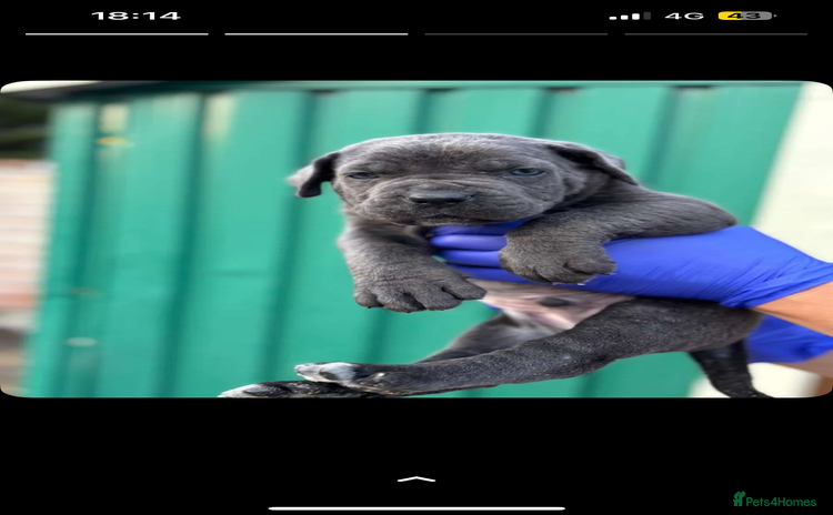 Cane Corso dogs - Advert 1