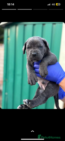 Cane Corso dogs - Advert 2