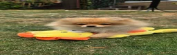 Pomeranian dogs for sale: Xclusive KC register pomeranian puppies - Advert 9