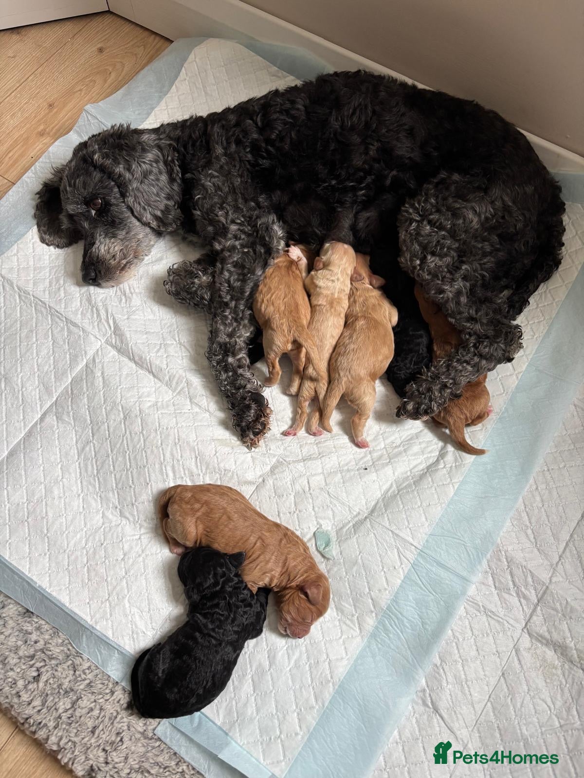 Sproodle dogs Sproodle puppies  - Advert 6
