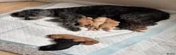 Sproodle dogs for sale: Sproodle puppies  - Advert 1