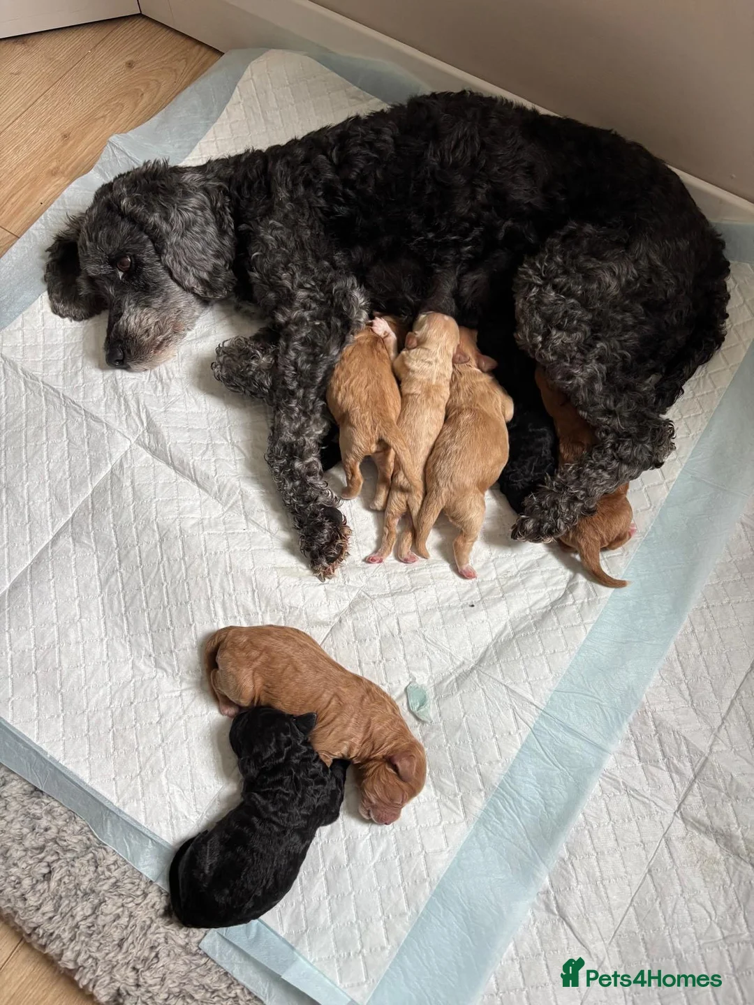 Sproodle dogs for sale: Sproodle puppies  - Advert 1