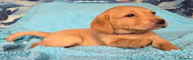 Labrador Retriever Puppy 5