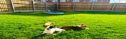 Chihuahua dogs for sale: Can you re home us both in Nottingham - Advert 10