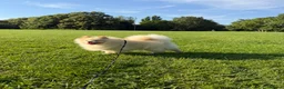 Pomeranian dogs for sale: Gorgeous Pomeranian  - Advert 5
