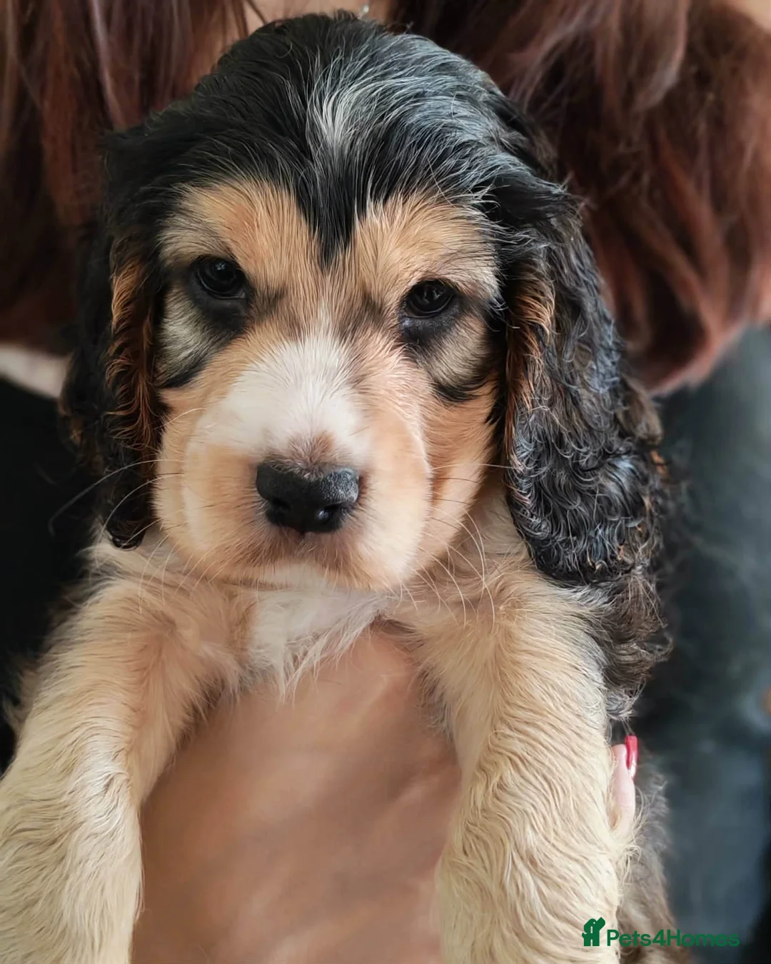 Cocker Spaniel dogs for sale: kC registered show-type cocker spaniel puppies - Advert 1