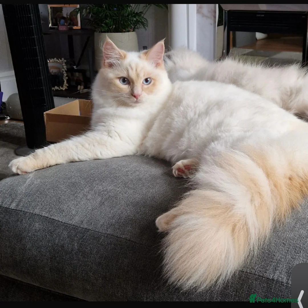 Ragdoll cats for sale: Stunning ragdoll kittens  - Advert 12