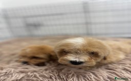 Maltipoo dogs for sale: 5⭐️ Licensed breeder. Tiny maltipoo puppies - Image 9