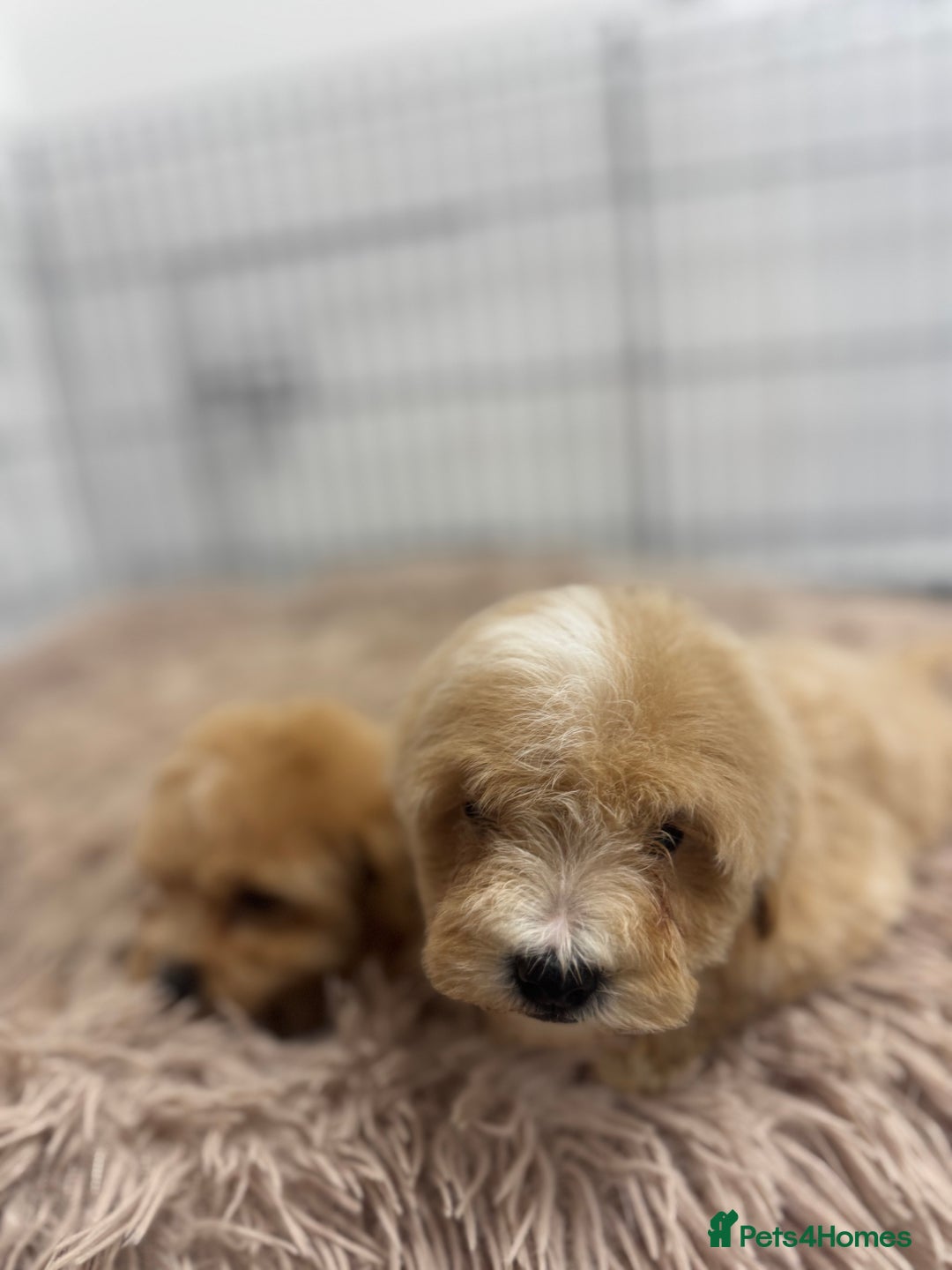 Maltipoo dogs for sale: 5⭐️ Licensed breeder. Tiny maltipoo puppies - Image 9