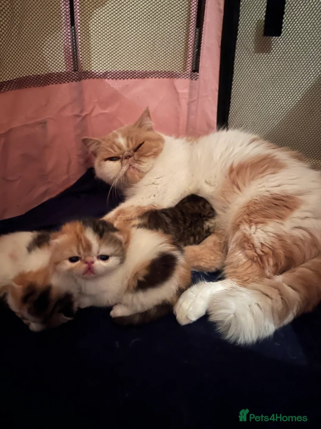 Exotic cats for sale: Exotic kittens  - Advert 9