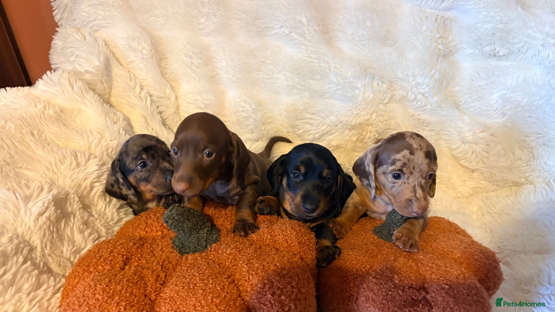 Dachshund dogs for sale: Beautiful Dachshund Puppies Ready for Loving Homes - Advert 3