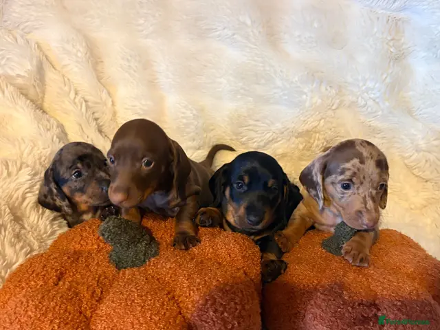 Dachshund dogs for sale: Beautiful Dachshund Puppies Ready for Loving Homes - Advert 3