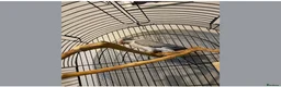 Parrots birds for sale: X2 quaker parrots monk parakeets  - Advert 10