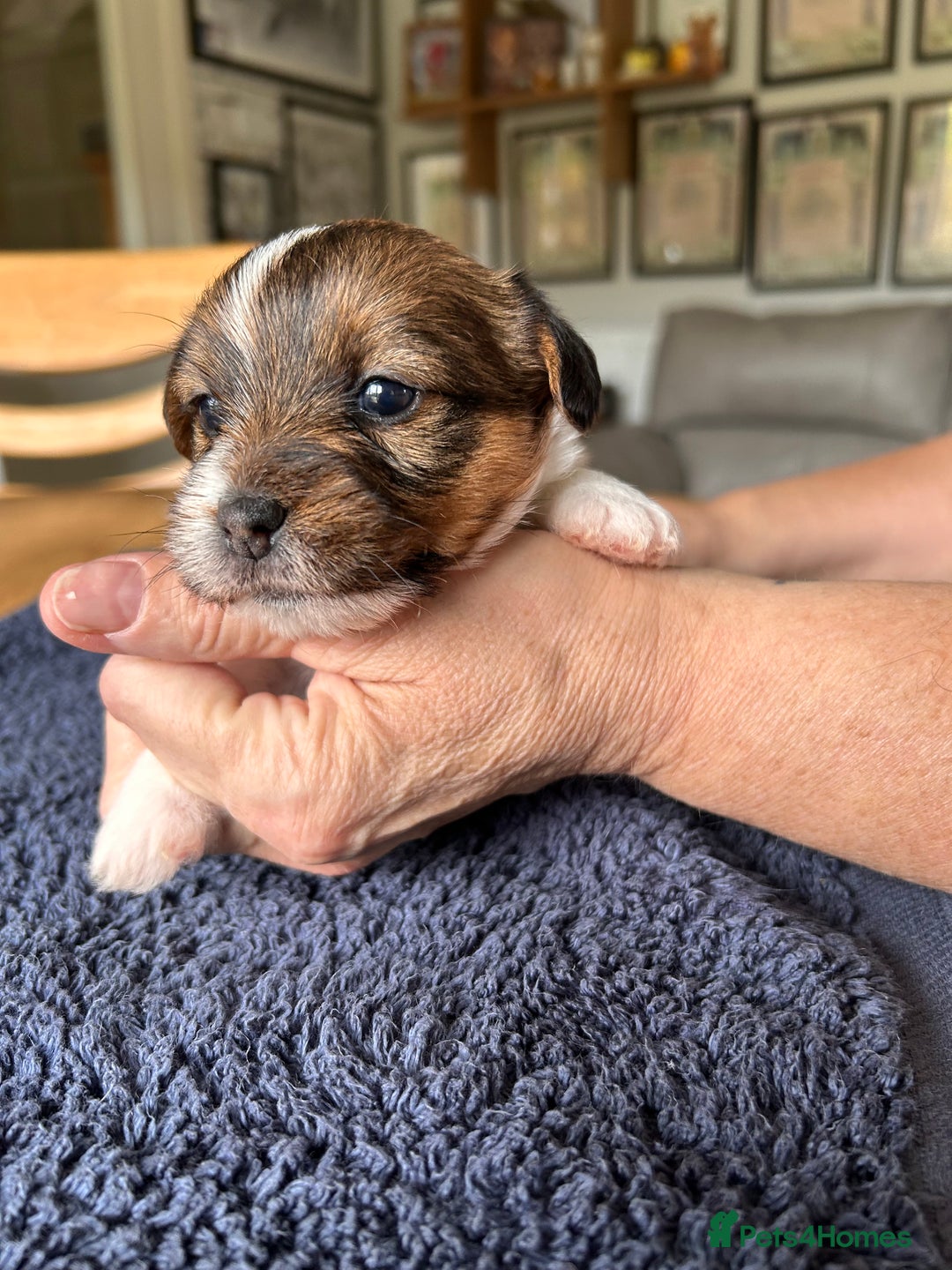 Jack Russell dogs for sale: Pedigree Jack Russell Terriers - Image 18