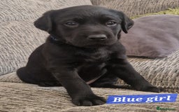Labrador Retriever dogs for sale: Beautiful Labrador puppies  - Image 2