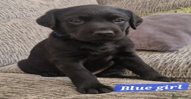 Labrador Retriever dogs - Advert 11