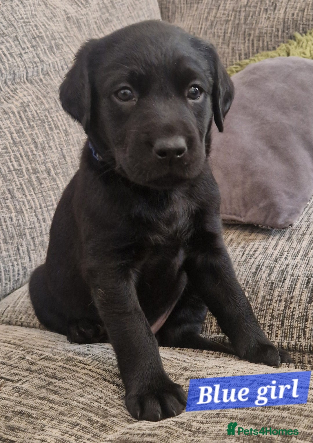 Labrador Retriever dogs for sale: Beautiful Labrador puppies  - Image 2