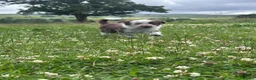 Border Collie dogs for sale: Border Collie Puppies - Advert 4