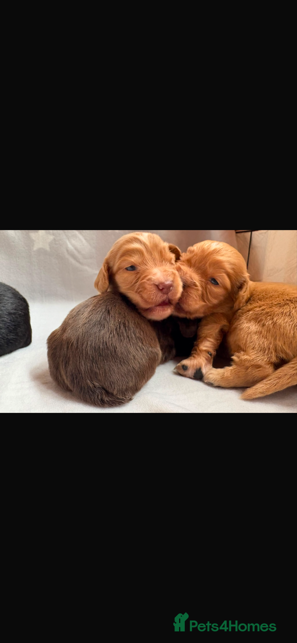 Cocker Spaniel dogs for sale: Beautiful working cocker spaniels  - Advert 4