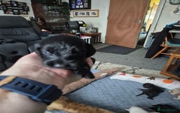 Sprocker dogs for sale: Sprockers - Image 17