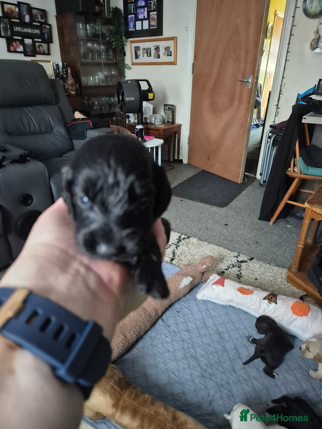 Sprocker dogs for sale: Sprockers - Image 17