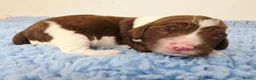 English Springer Spaniel dogs for sale: KC Health Tested, Home Reared 5 ⭐️ Liver Pups - Advert 11