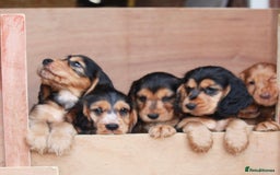 Cocker Spaniel dogs for sale: Full Cocker Spaniels Puppies  - Image 10
